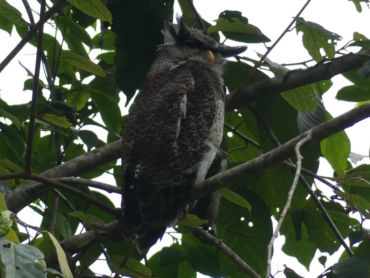 Barred Eagle-Owl - ML65524421