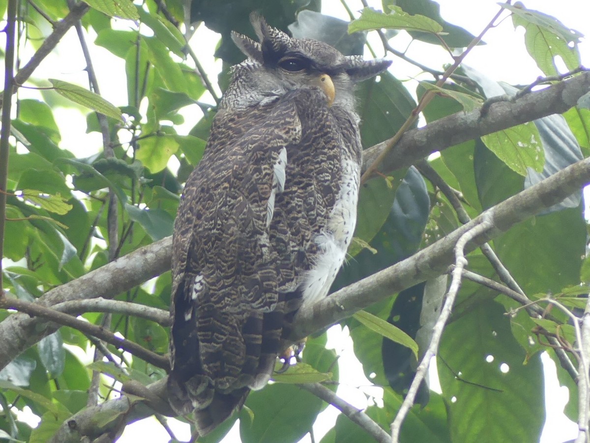 Barred Eagle-Owl - ML65524431