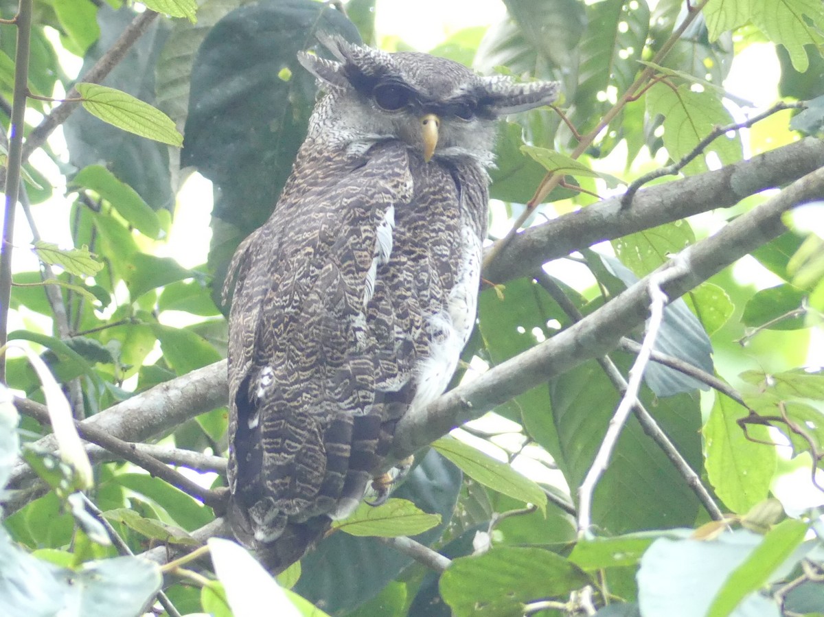Barred Eagle-Owl - ML65524441