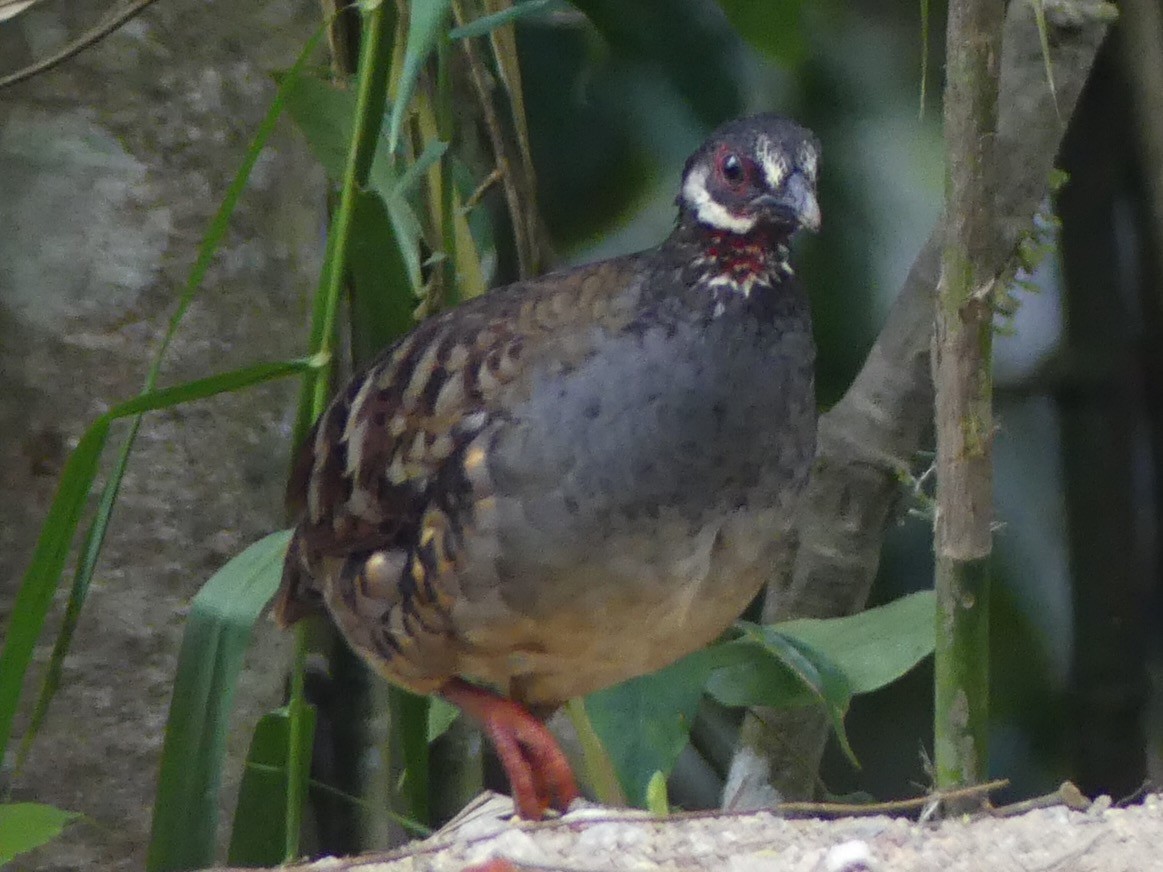 Malayan Partridge - Yeo Yee Ling