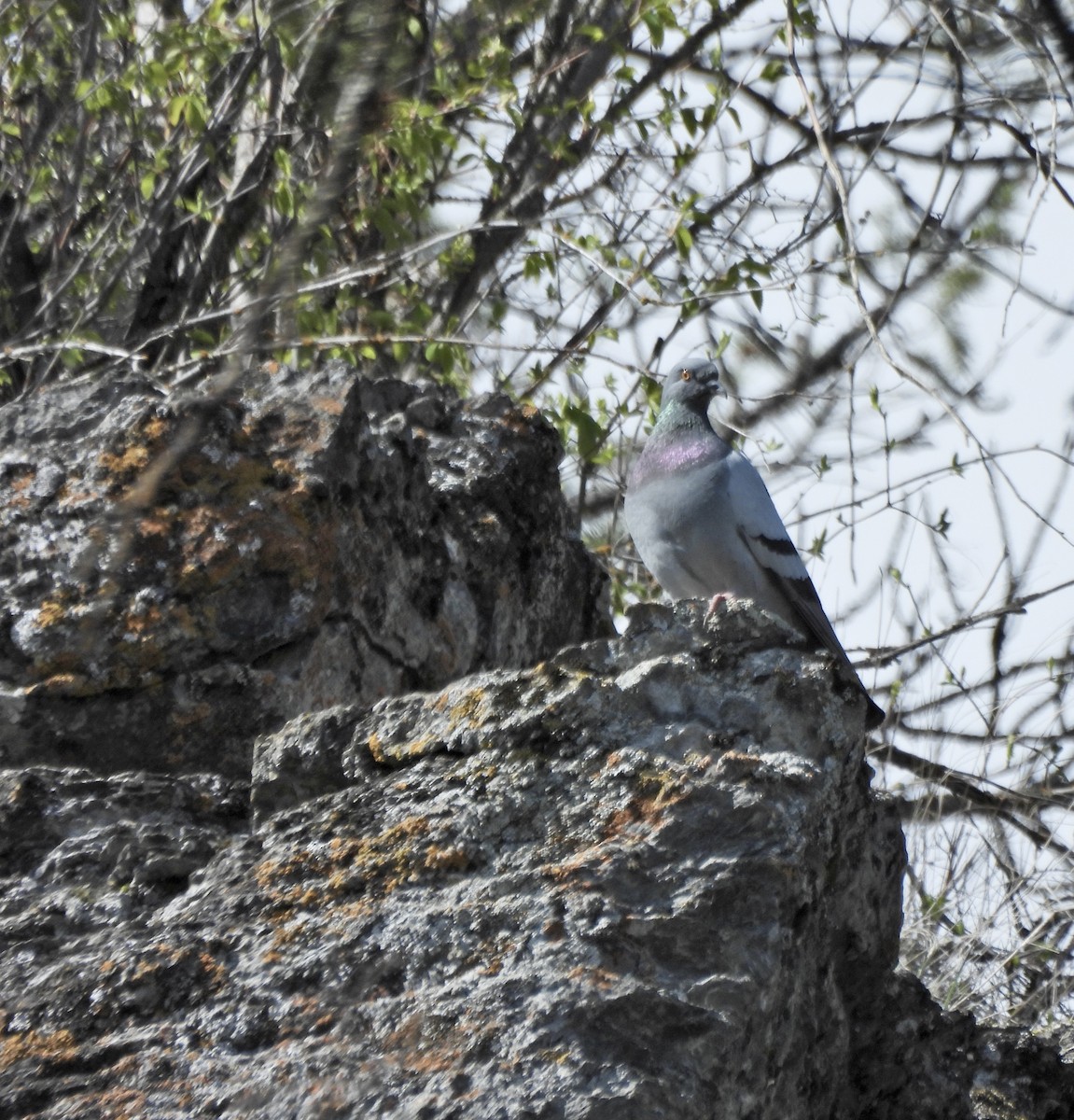 Pigeon biset (forme domestique) - ML655244971