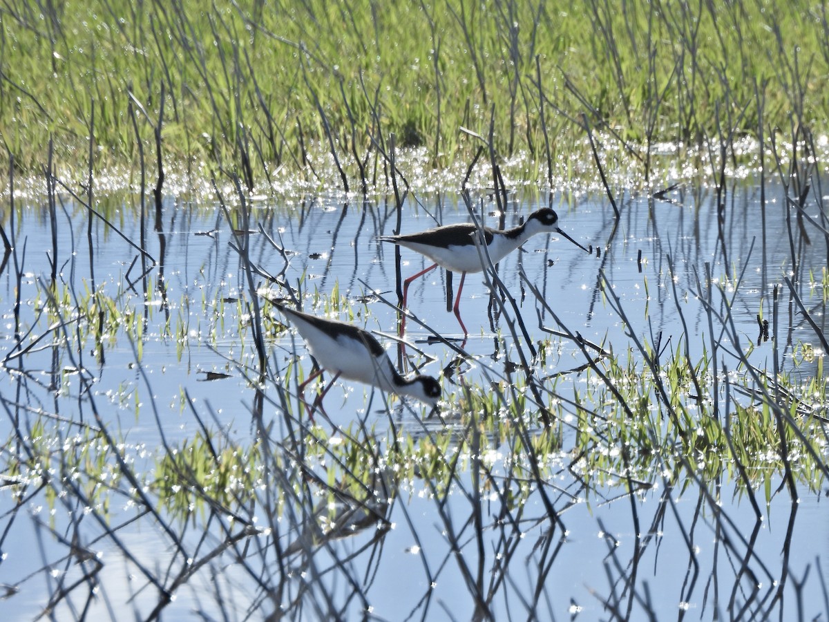 Échasse d'Amérique - ML655245018