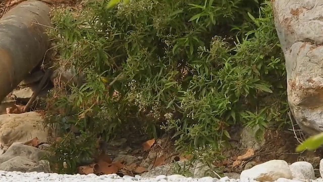 ウィルソンアメリカムシクイ - ML655247964