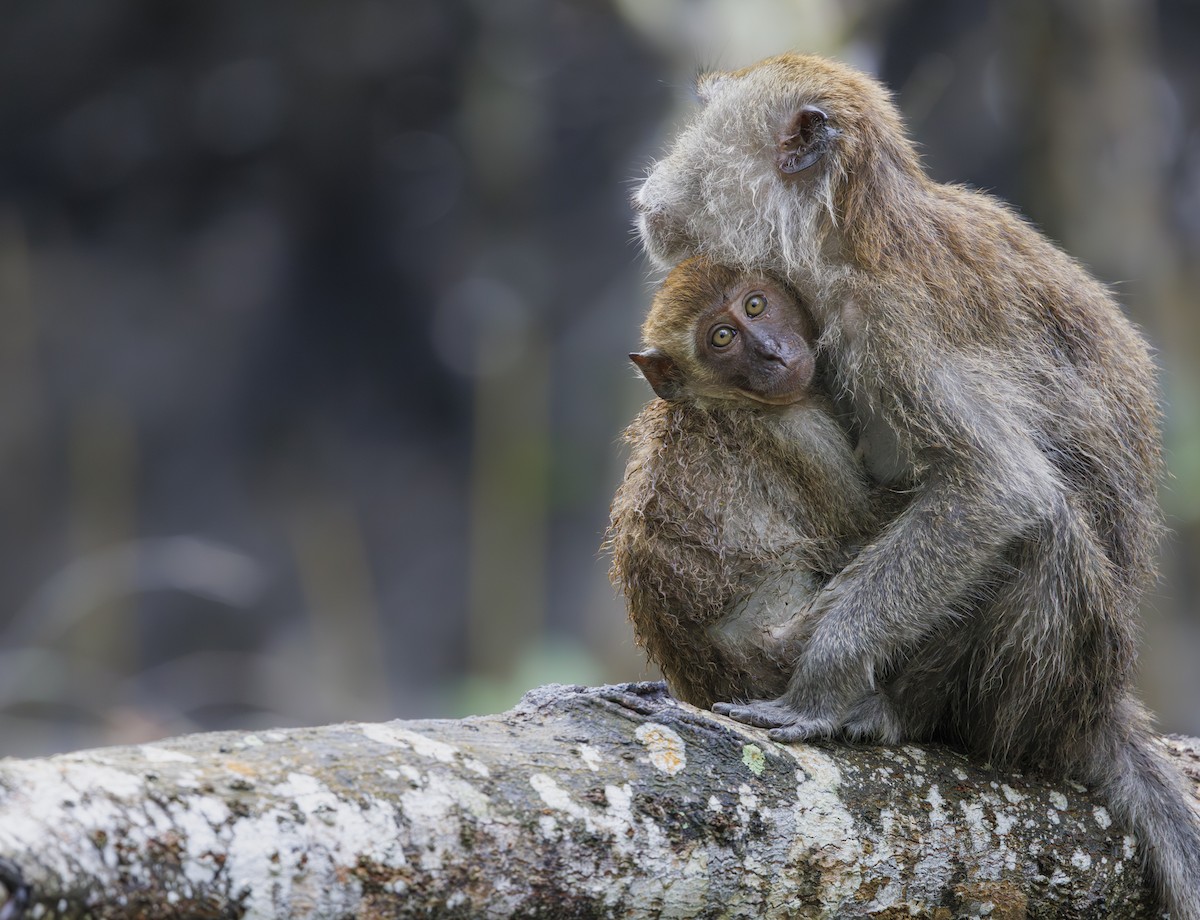 Macaca Cangrejera - ML655249319