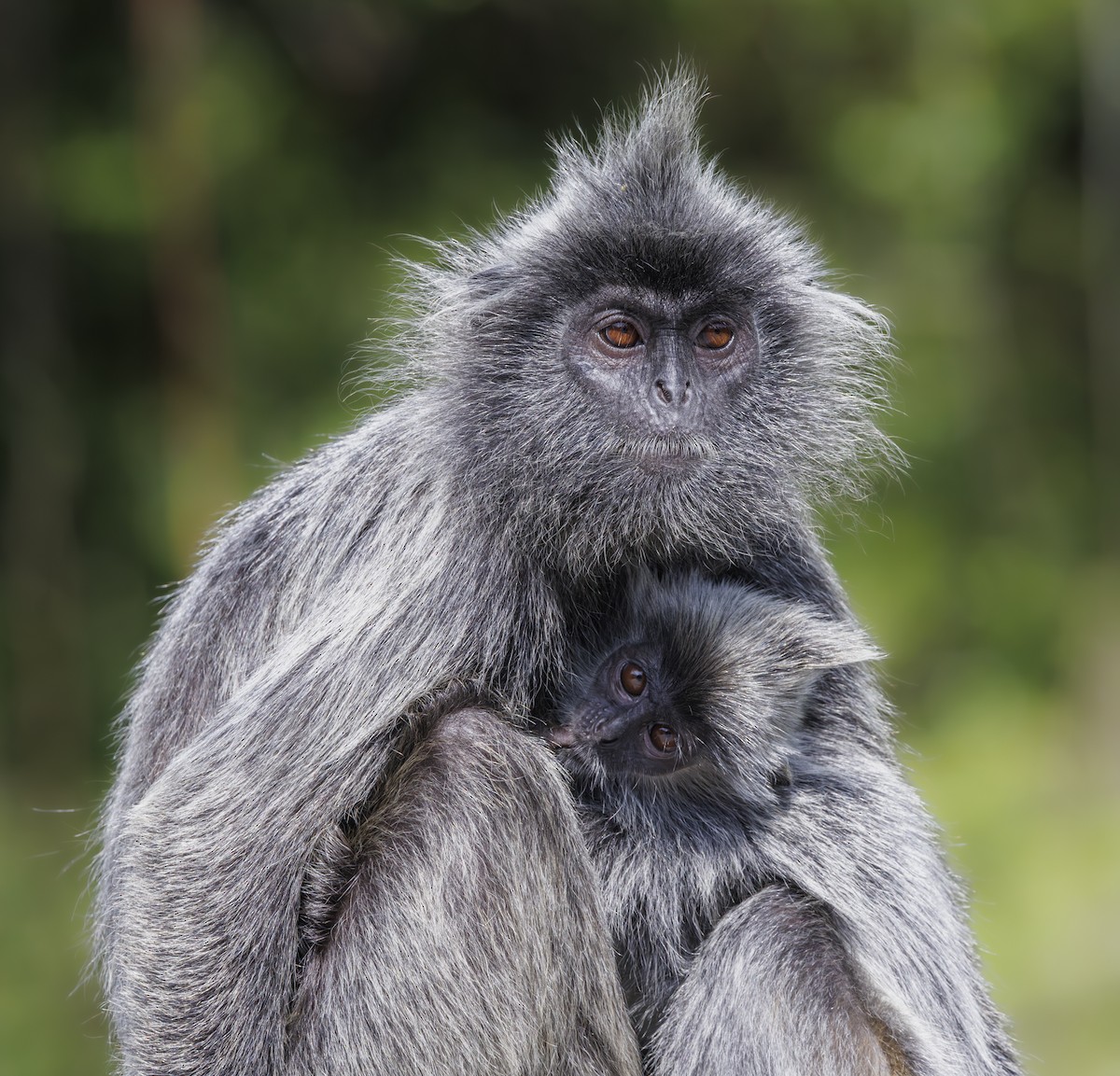 Selangor Silvered Langur - ML655249321