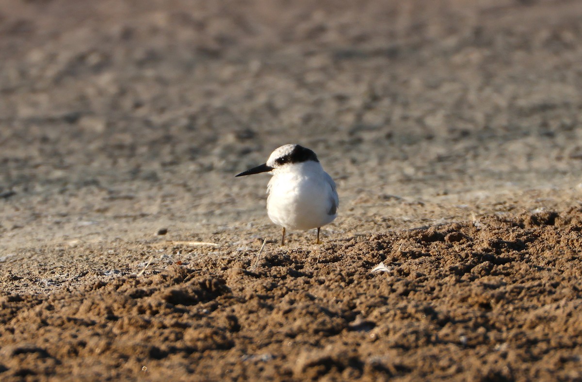 Damara Tern - ML655250672
