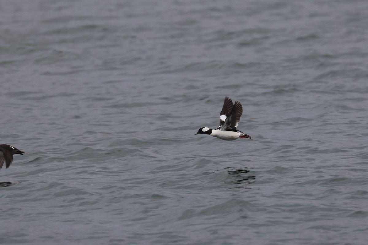 Bufflehead - ML655253104