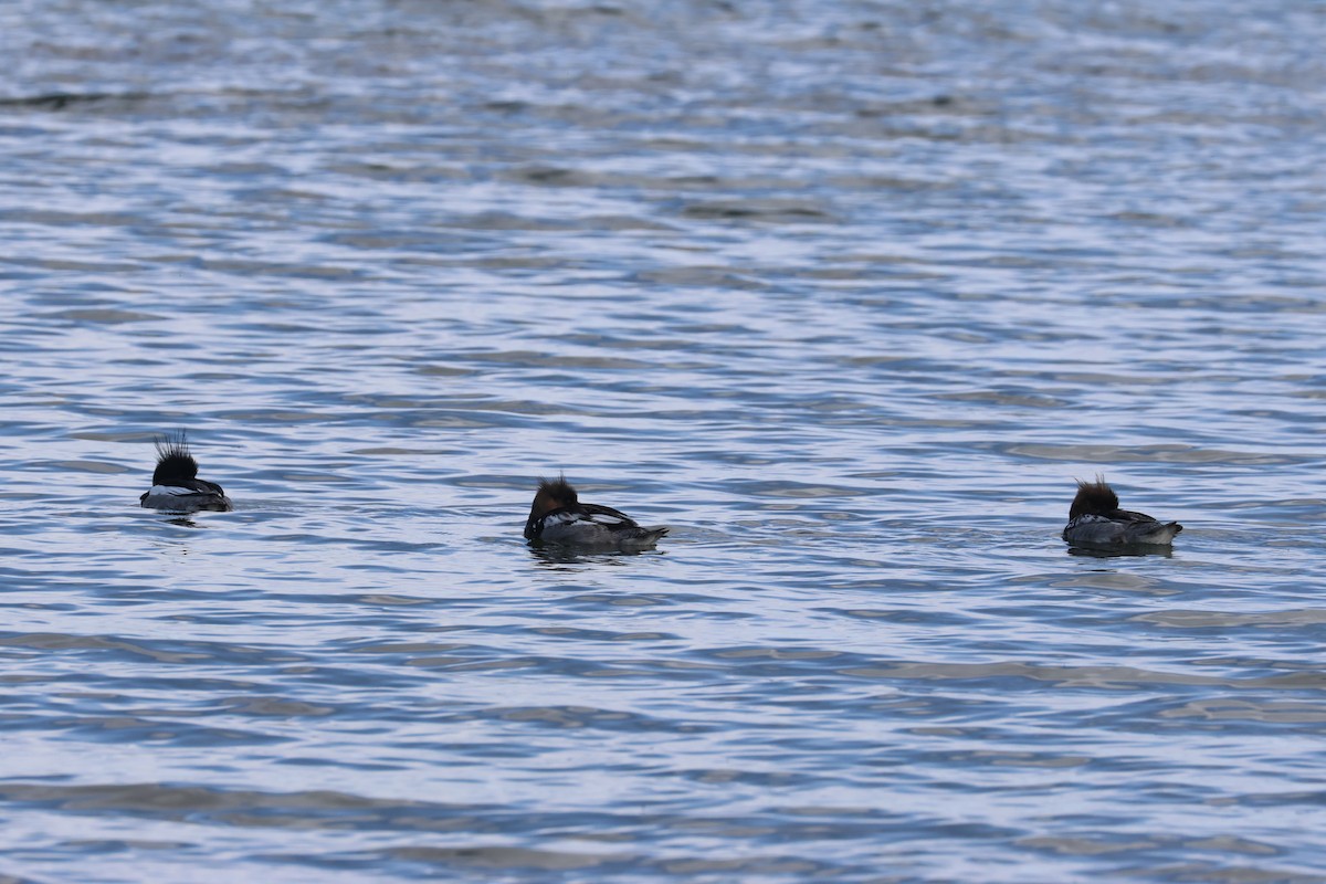 Red-breasted Merganser - ML655253125