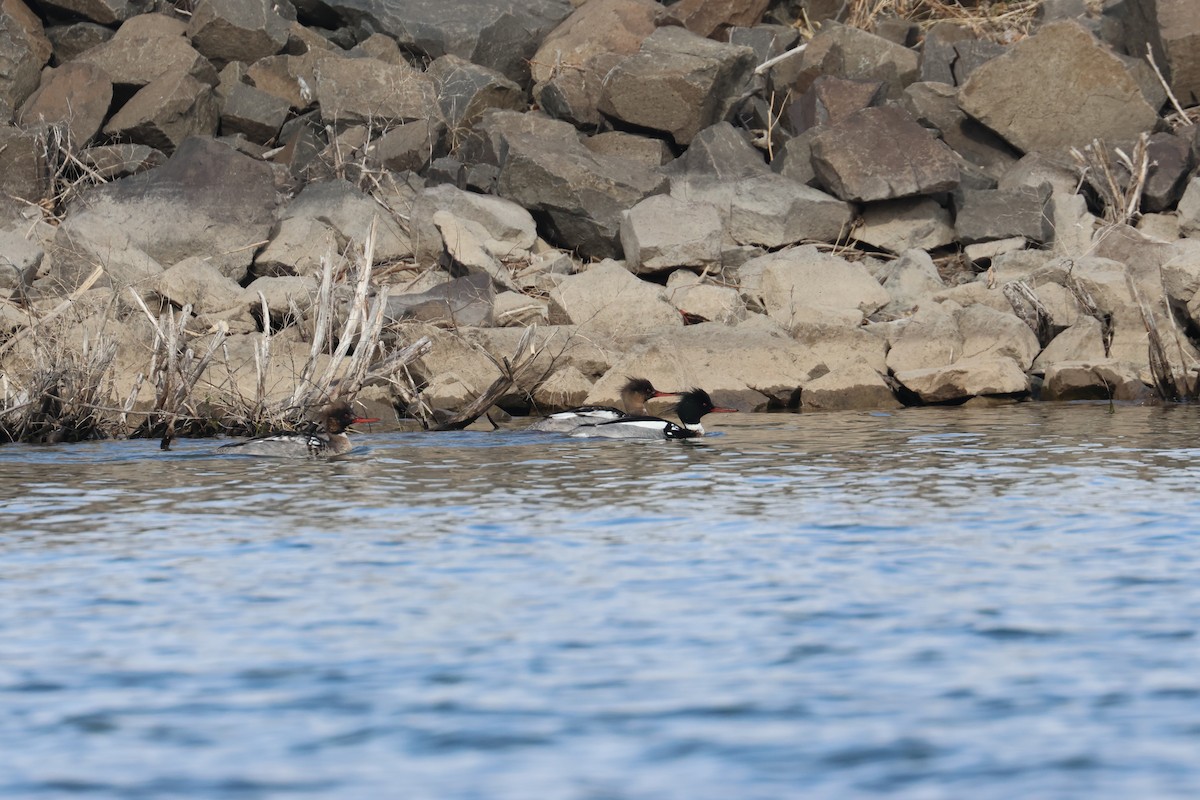 Red-breasted Merganser - ML655253126