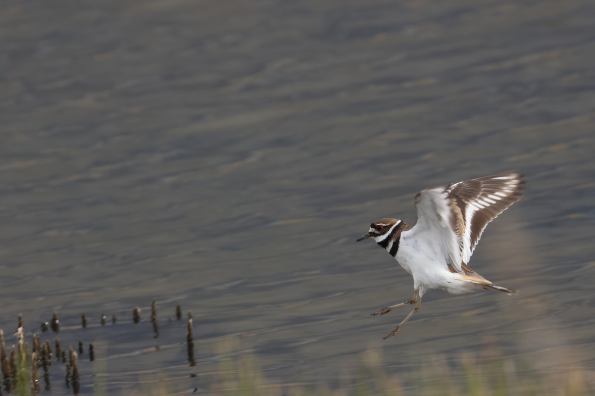 Killdeer - ML655253153