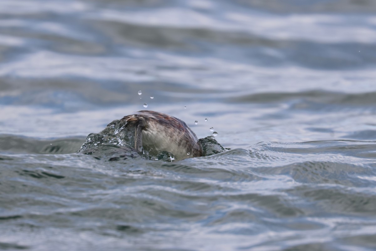 Horned Grebe - ML655253199