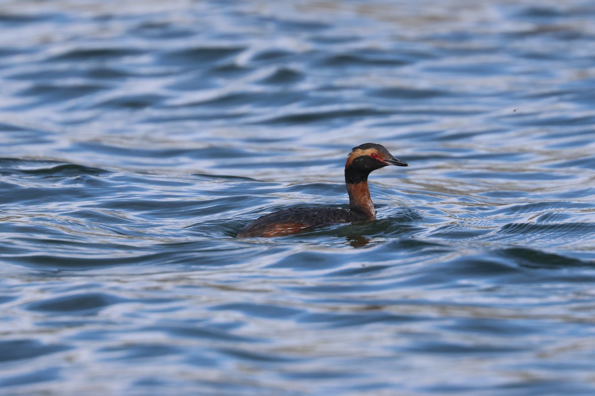 Horned Grebe - ML655253200