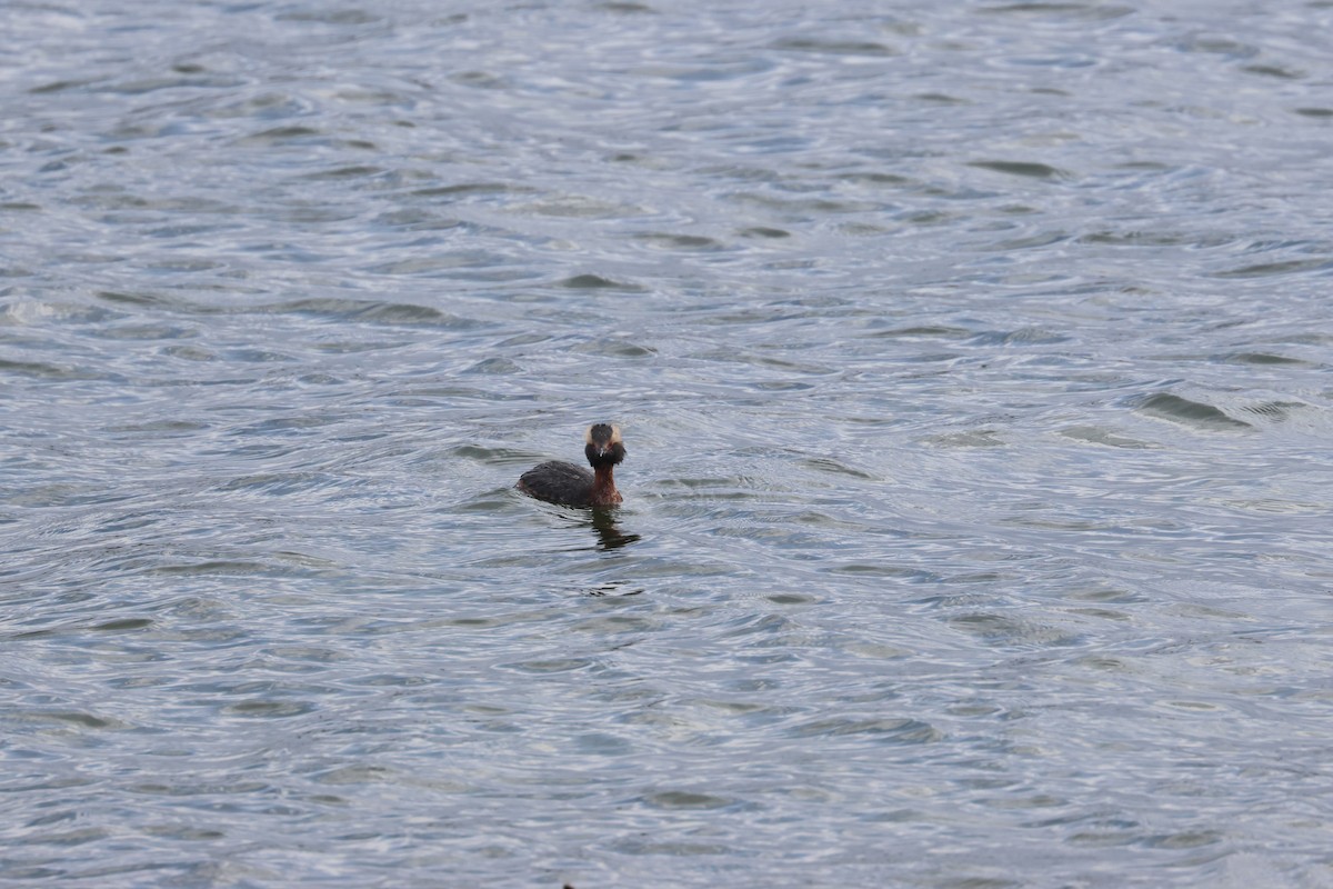 Horned Grebe - ML655253201
