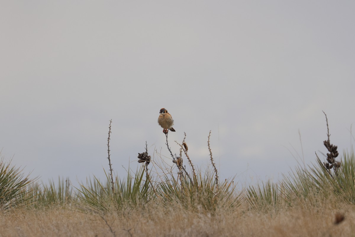 American Kestrel - ML655253229
