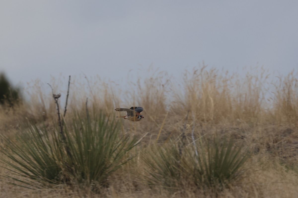 American Kestrel - ML655253230