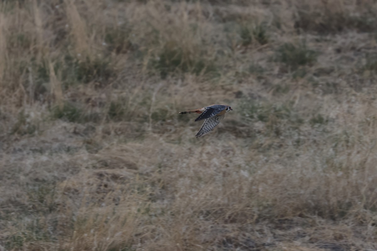 American Kestrel - ML655253231