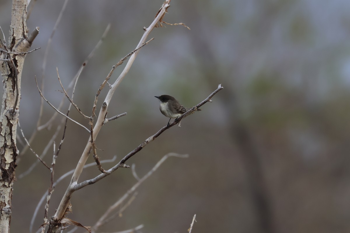 Eastern Phoebe - ML655253253