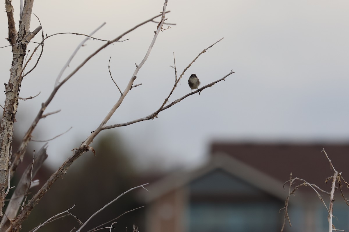 Eastern Phoebe - ML655253254