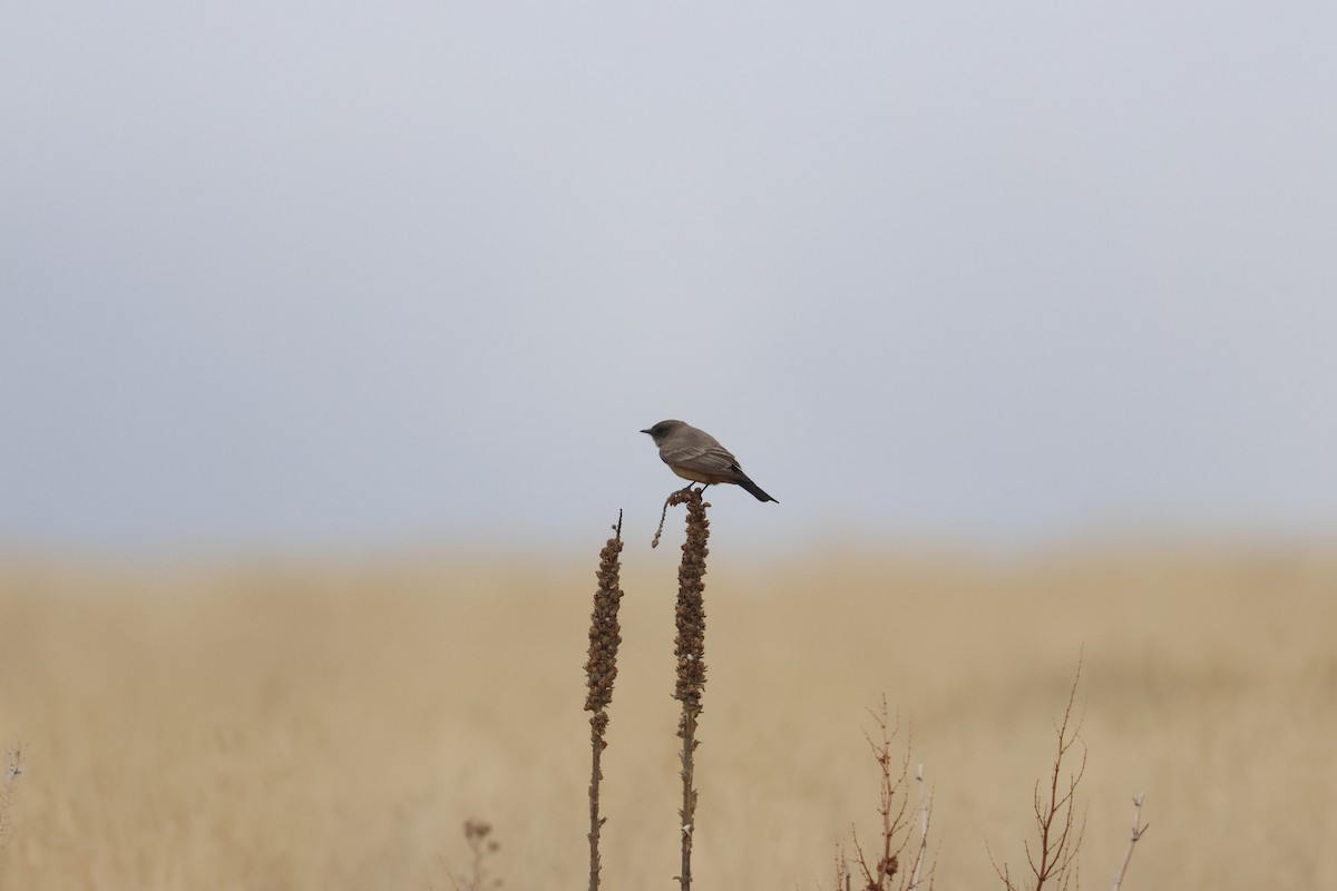 Say's Phoebe - ML655253274