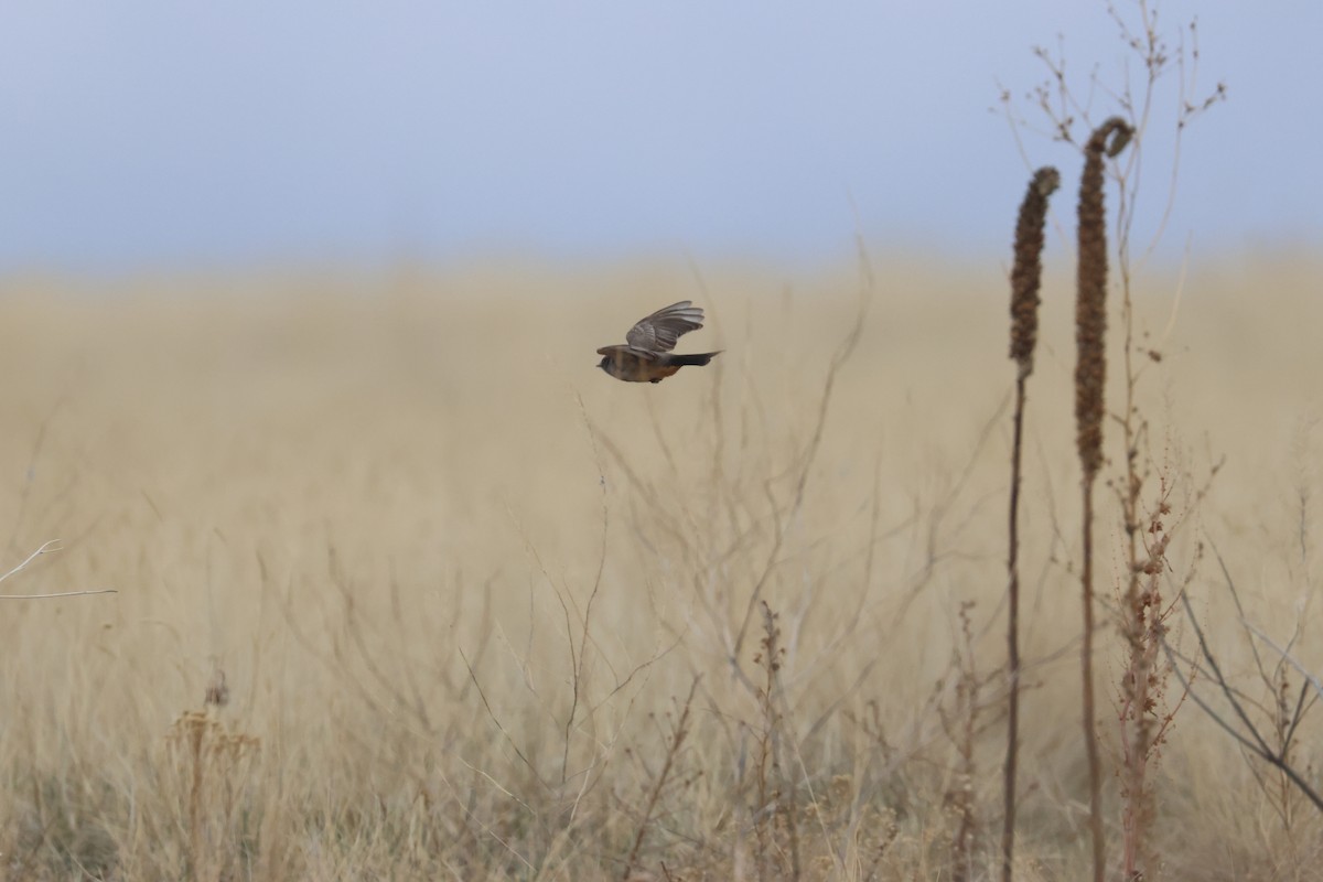 Say's Phoebe - ML655253275