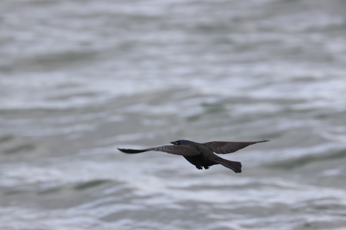Common Grackle - ML655253309