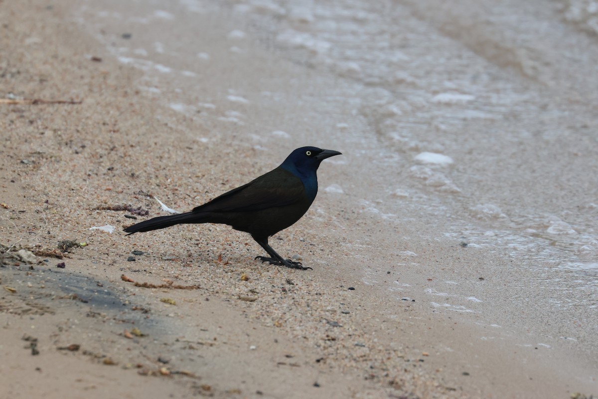 Common Grackle - ML655253310