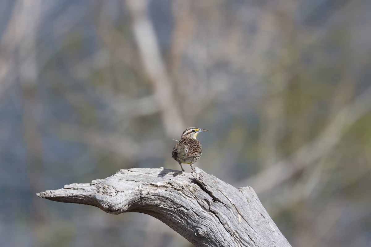 Western Meadowlark - ML655253321