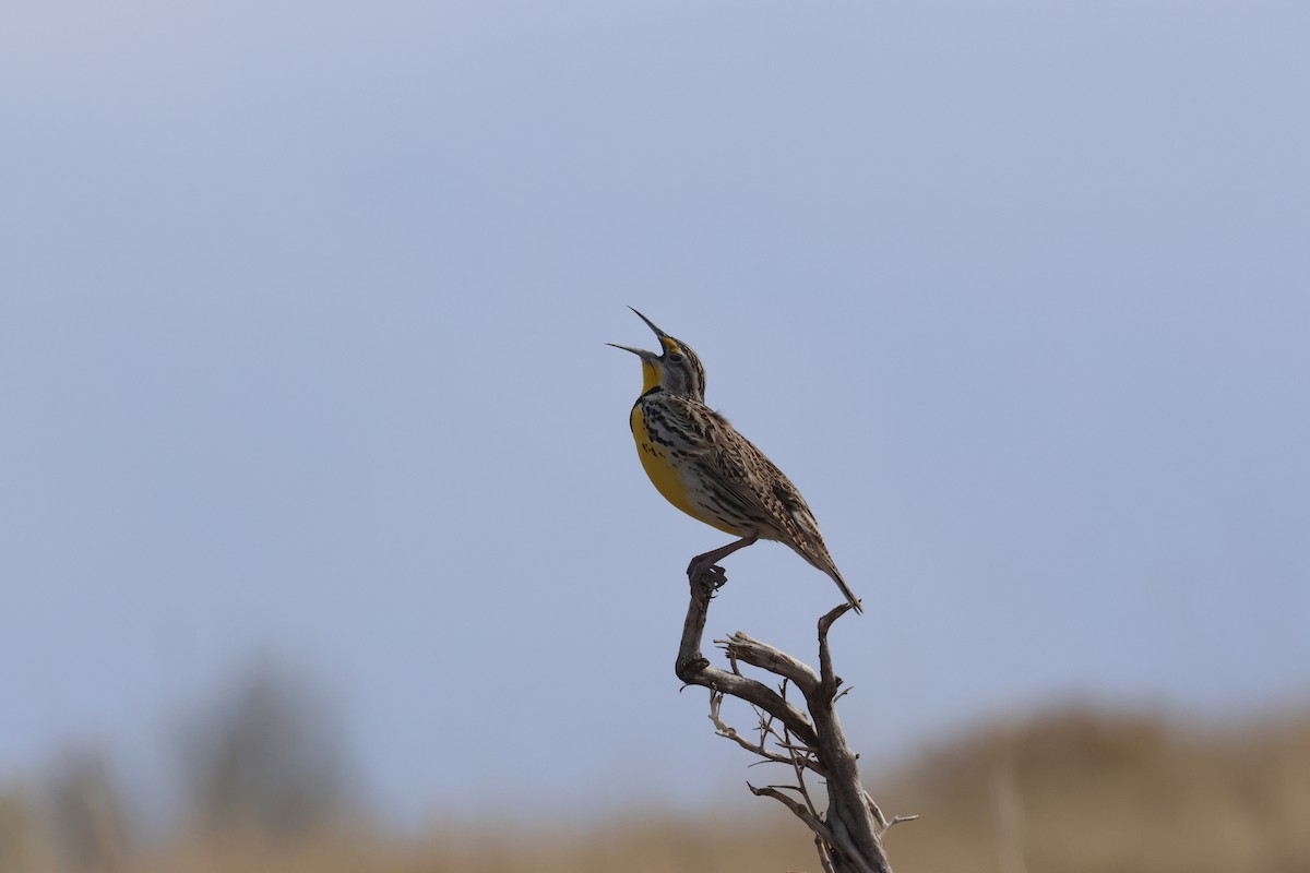 Western Meadowlark - ML655253322