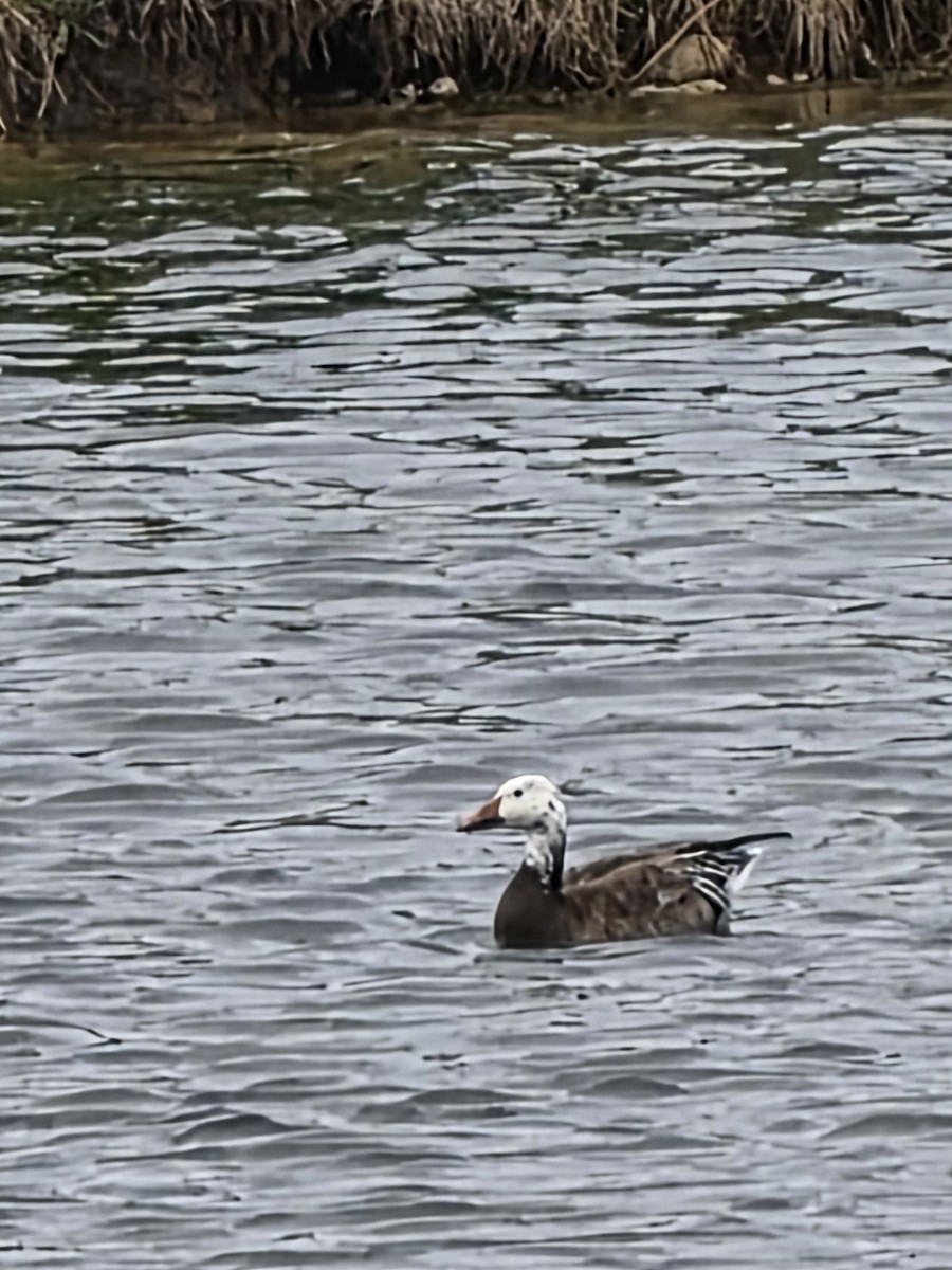 Snow Goose - ML655253335