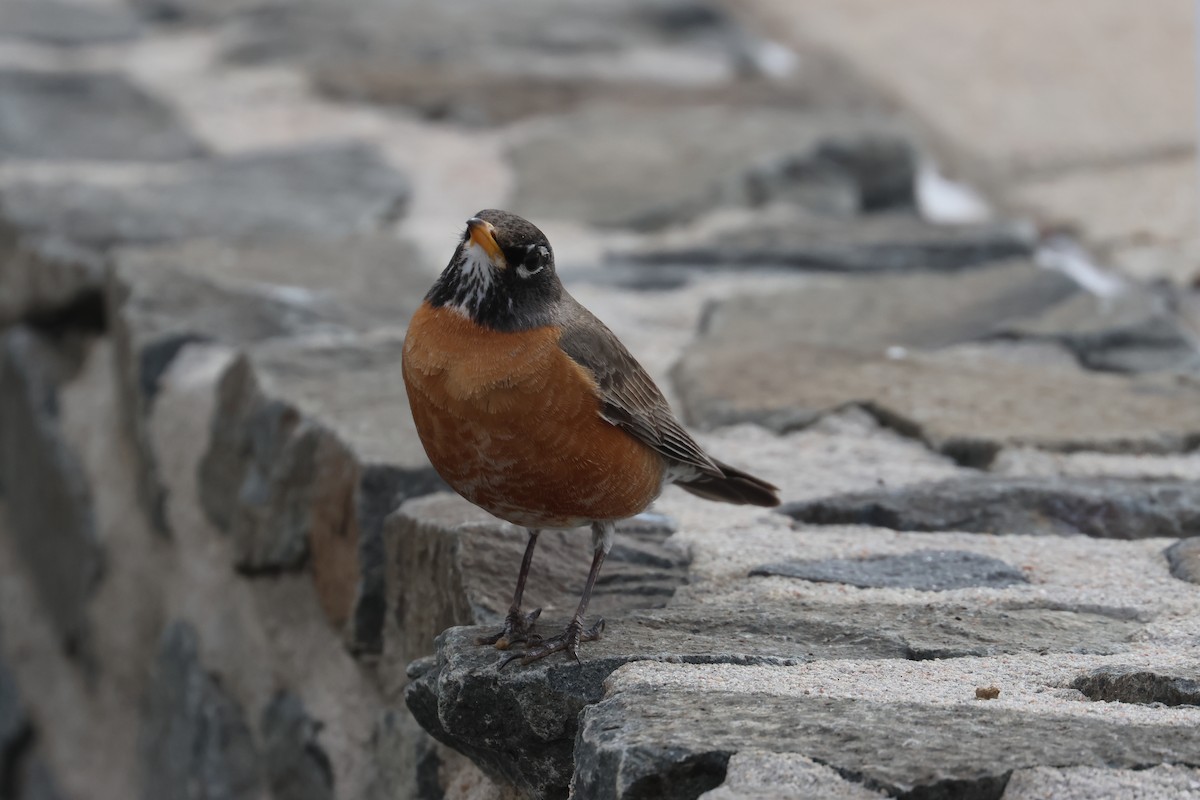 American Robin - ML655253337
