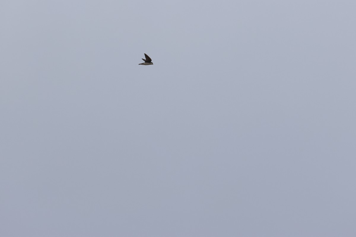 Tree Swallow - ML655253353
