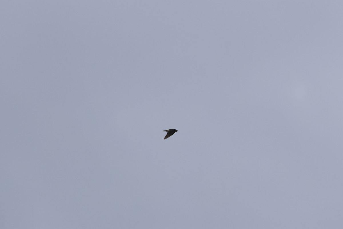 Tree Swallow - ML655253354