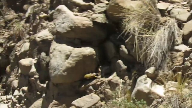 Greenish Yellow-Finch - ML655255016