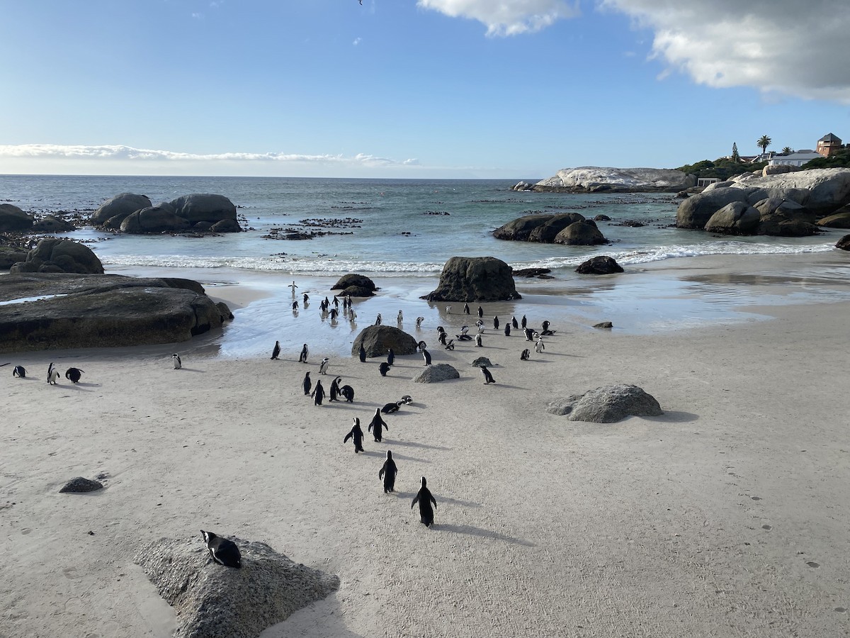 African Penguin - ML655256003