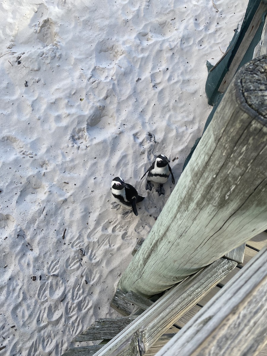 African Penguin - ML655256004