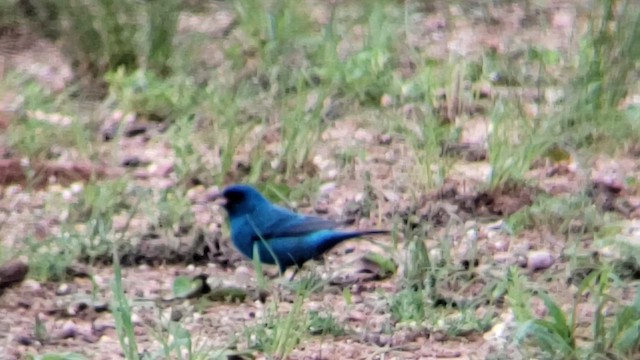 Indigo Bunting - ML655256124