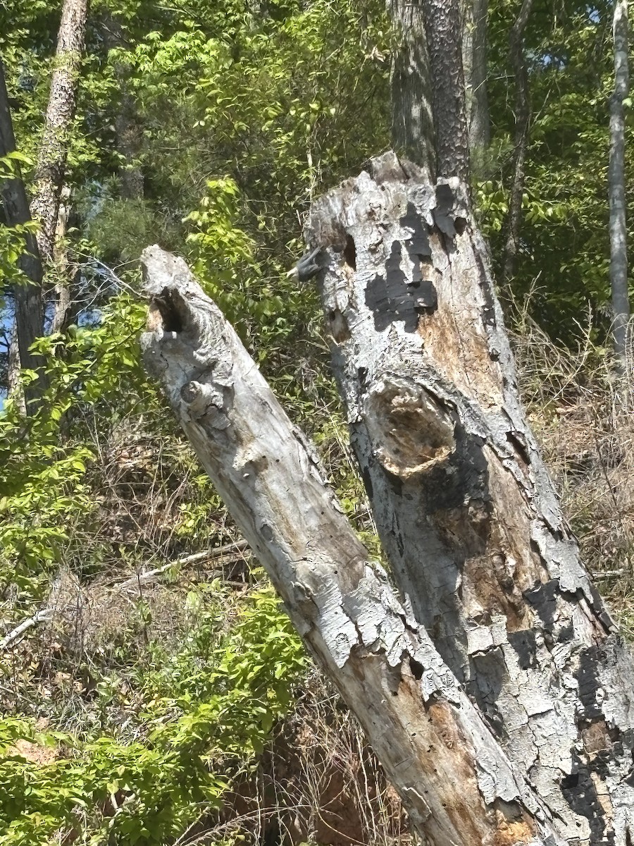 Brown-headed Nuthatch - ML655257431