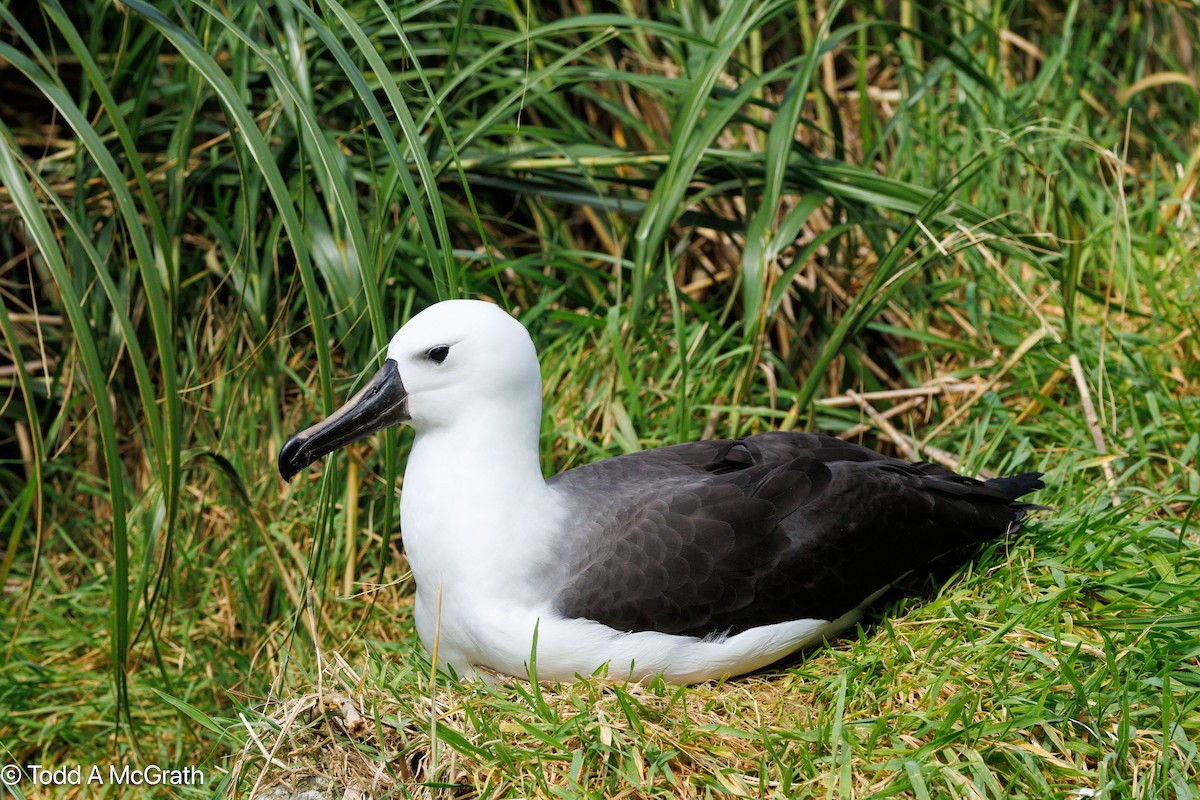 Atlantic Yellow-nosed Albatross - ML655257552