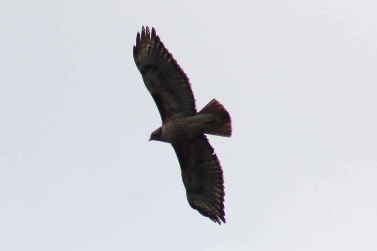 Kızıl Kuyruklu Şahin (calurus/alascensis) - ML655259079