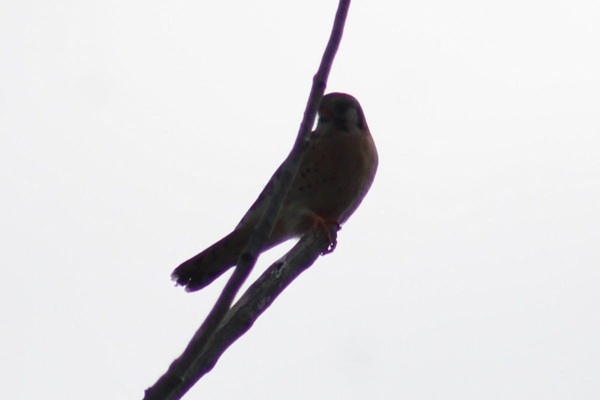 Ala Kerkenez [sparverius grubu] - ML655259144