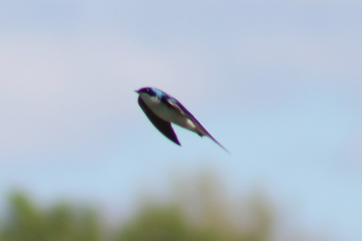 Ağaç Kırlangıcı - ML655259149