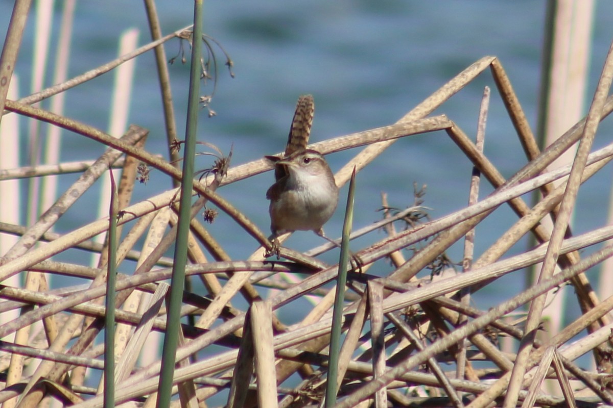 Bataklık Çıtkuşu [plesius grubu] - ML655259177