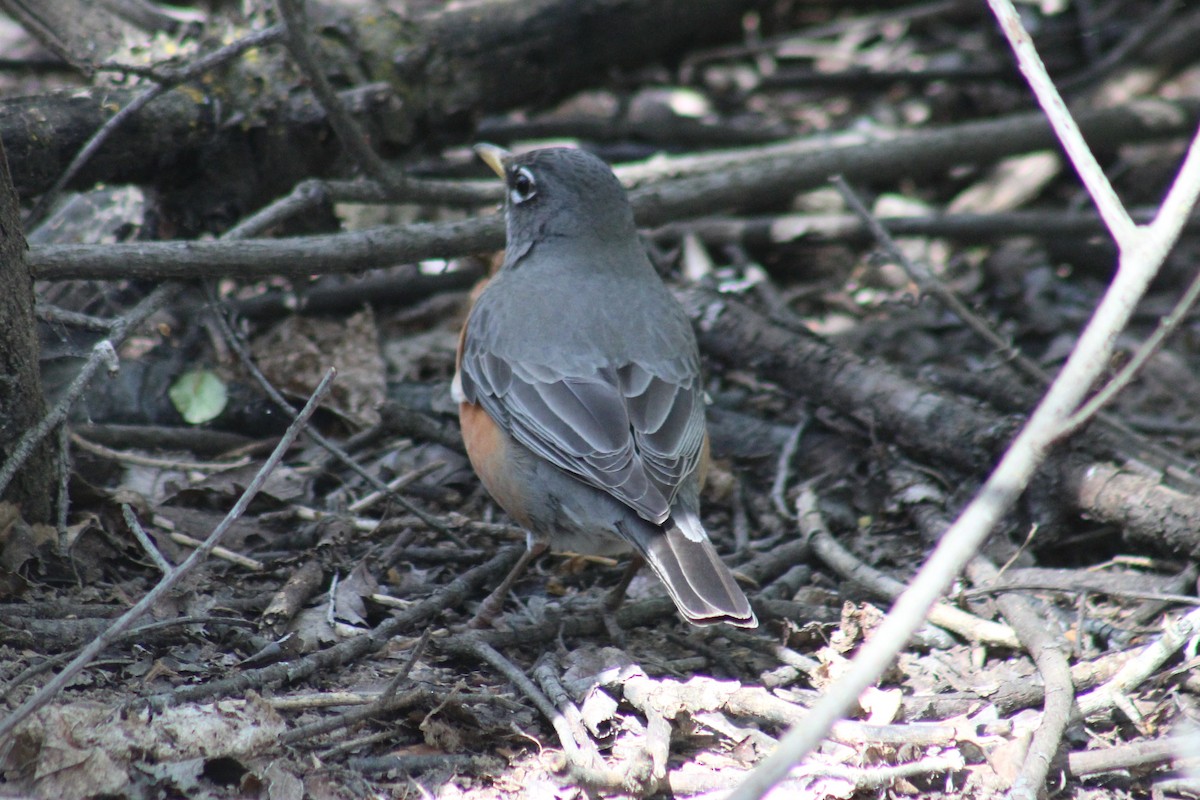 Göçmen Ardıç - ML655259195