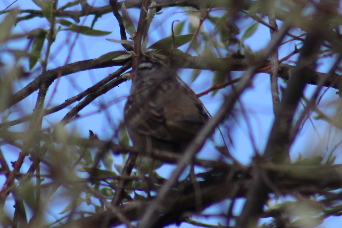 Porsuk Serçesi (gambelii) - ML655259234