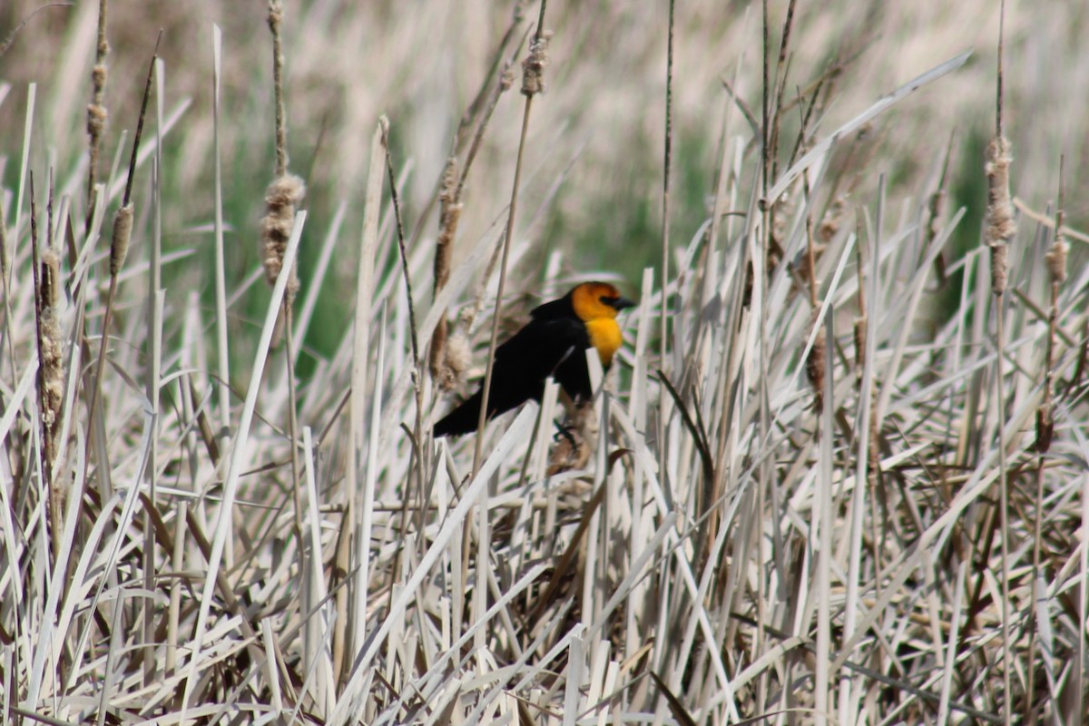 Sarı Başlı Karatavuk - ML655259271