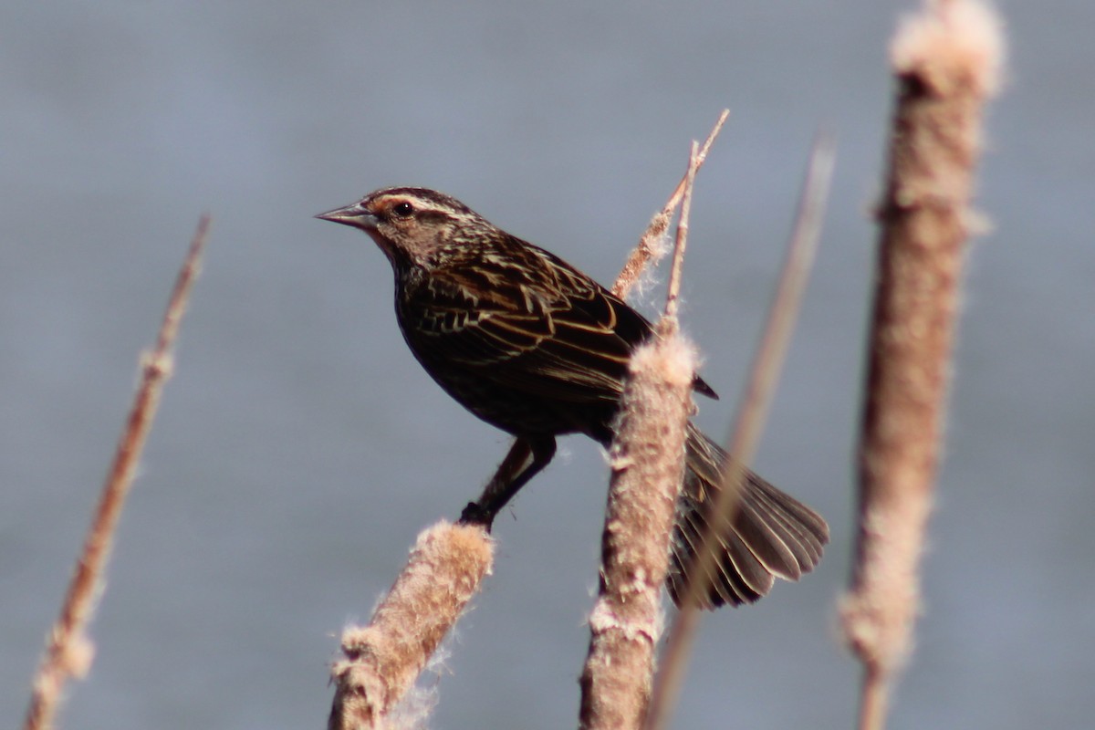 Al Kanatlı Karatavuk [phoeniceus grubu] - ML655259301