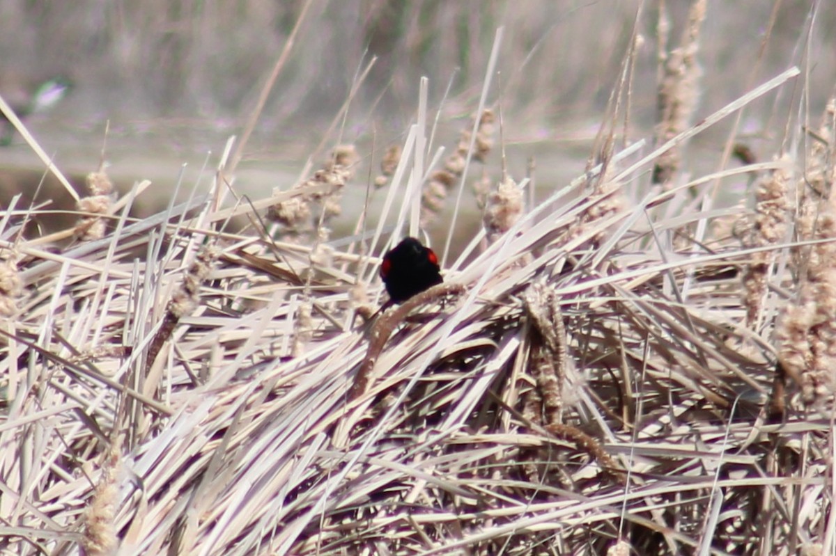 Al Kanatlı Karatavuk [phoeniceus grubu] - ML655259325