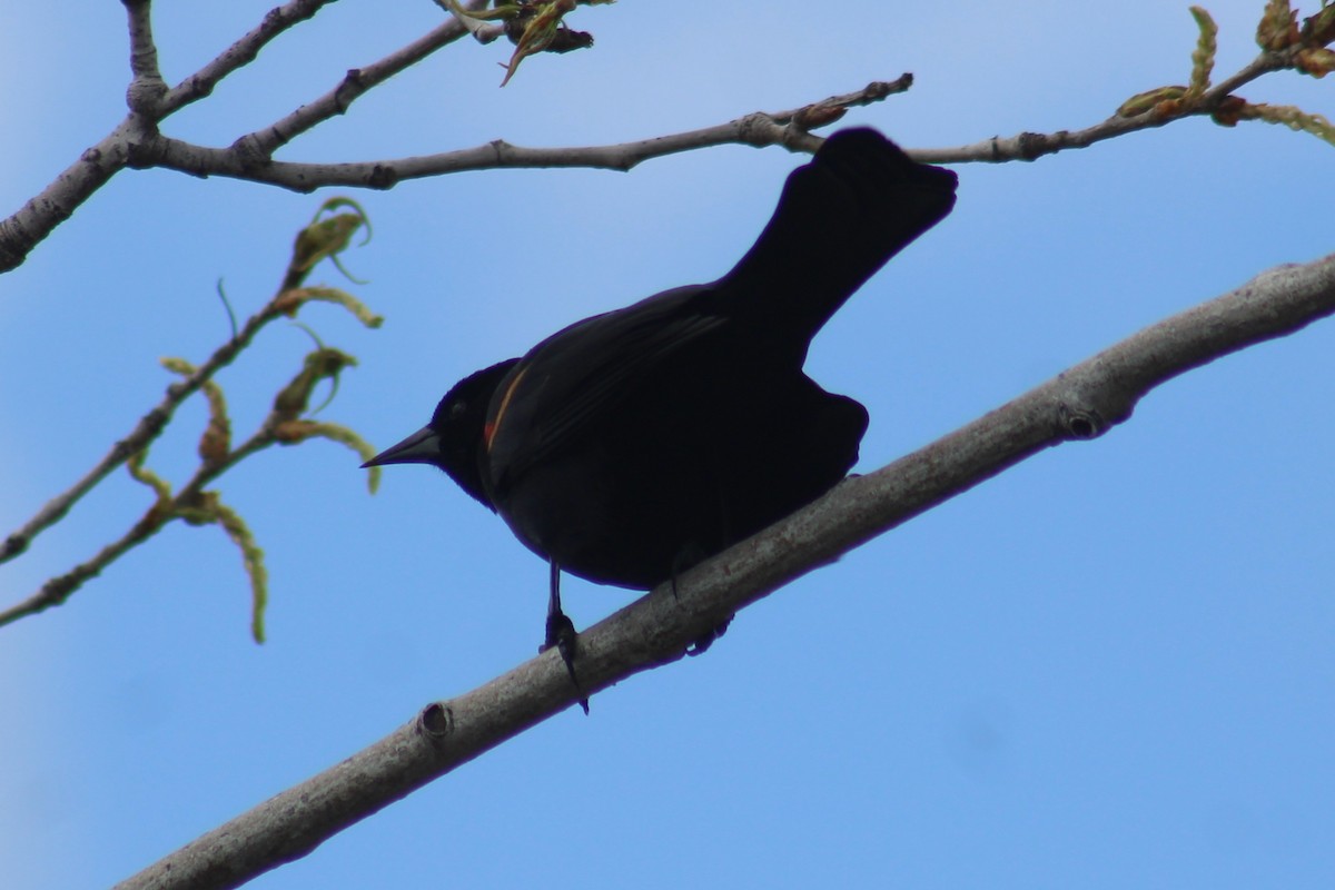 Al Kanatlı Karatavuk [phoeniceus grubu] - ML655259343