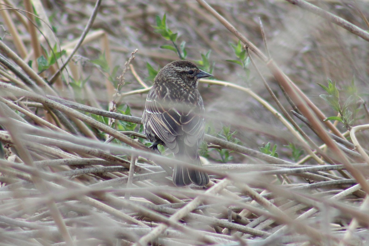 Al Kanatlı Karatavuk [phoeniceus grubu] - ML655259344