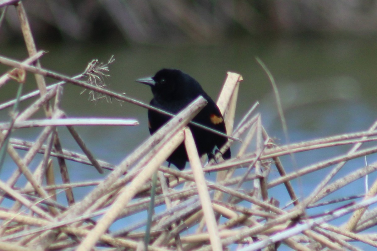 Al Kanatlı Karatavuk [phoeniceus grubu] - ML655259361